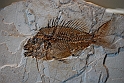 I Fossili di Bolca_28